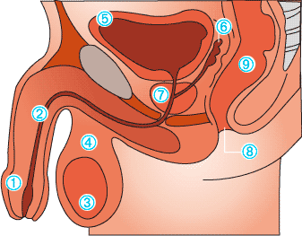 Anatomie der Prostata